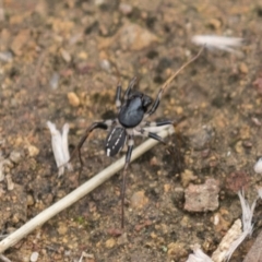 Zodariidae (family) at Hawker, ACT - 16 Mar 2021 10:36 AM