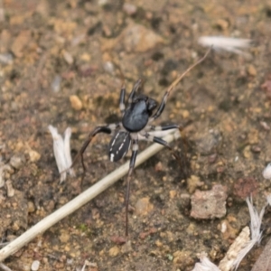 Zodariidae (family) at Hawker, ACT - 16 Mar 2021