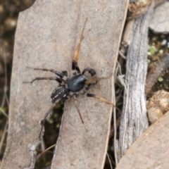 Zodariidae (family) at Hawker, ACT - 16 Mar 2021 10:36 AM