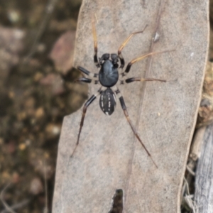 Zodariidae (family) at Hawker, ACT - 16 Mar 2021 10:36 AM