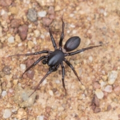 Zodariidae (family) (Unidentified Ant spider or Spotted ground spider) at Hawker, ACT - 15 Mar 2021 by AlisonMilton