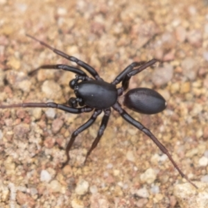 Zodariidae (family) at Hawker, ACT - 16 Mar 2021