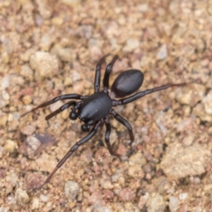 Zodariidae (family) at Hawker, ACT - 16 Mar 2021