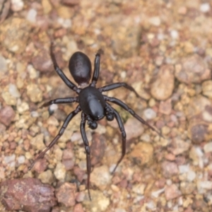 Zodariidae (family) at Hawker, ACT - 16 Mar 2021