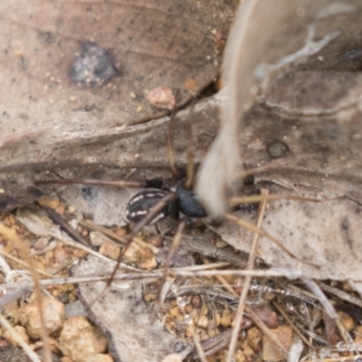 Zodariidae (family) (Unidentified Ant spider or Spotted ground spider) at Holt, ACT - 15 Mar 2021 by AlisonMilton