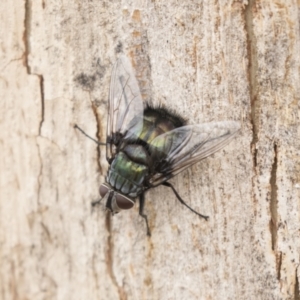 Rutilia sp. (genus) at Acton, ACT - 16 Mar 2021