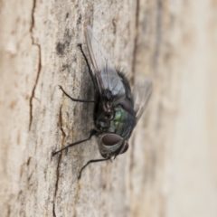 Rutilia sp. (genus) at Acton, ACT - 16 Mar 2021