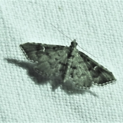 Metasia capnochroa (Smokey Metasia Moth) at Paddys River, ACT - 12 Mar 2021 by JohnBundock