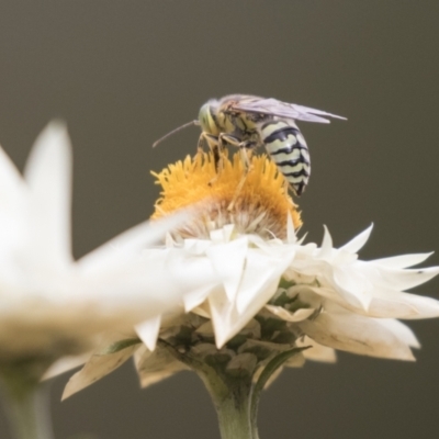 Bembix sp. (genus) (Unidentified Bembix sand wasp) at Acton, ACT - 16 Mar 2021 by AlisonMilton