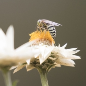 Bembix sp. (genus) at Acton, ACT - 16 Mar 2021