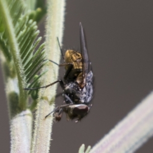 Calliphora sp. (genus) at Holt, ACT - 15 Mar 2021 11:48 AM