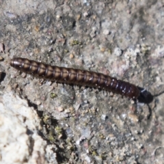 Diplopoda (class) (Unidentified millipede) at The Pinnacle - 15 Mar 2021 by AlisonMilton