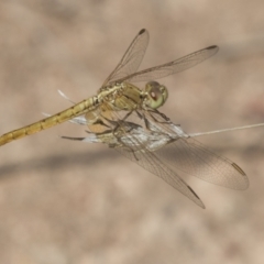 Diplacodes haematodes (Scarlet Percher) at The Pinnacle - 15 Mar 2021 by AlisonMilton