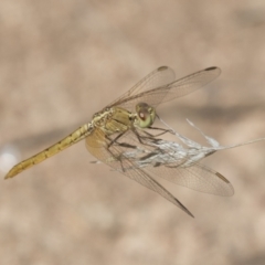 Diplacodes haematodes at Hawker, ACT - 15 Mar 2021 12:53 PM