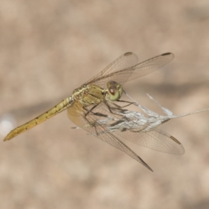 Diplacodes haematodes at Hawker, ACT - 15 Mar 2021 12:53 PM