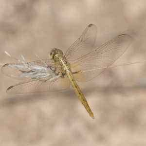 Diplacodes haematodes at Hawker, ACT - 15 Mar 2021 12:53 PM
