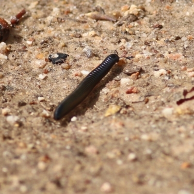 Ommatoiulus moreleti (Portuguese Millipede) at West Wodonga, VIC - 21 Mar 2021 by KylieWaldon