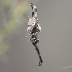 Socca pustulosa at Hawker, ACT - 15 Mar 2021