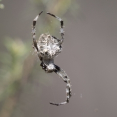 Socca pustulosa at Hawker, ACT - 15 Mar 2021