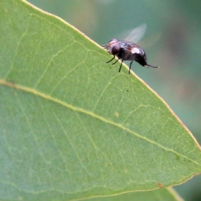 Unidentified True fly (Diptera) at Felltimber Creek NCR - 21 Mar 2021 by KylieWaldon