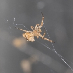 Philoponella congregabilis (Social house spider) at Higgins, ACT - 30 Jan 2021 by AlisonMilton