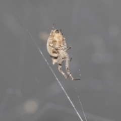 Philoponella congregabilis at Higgins, ACT - 30 Jan 2021 10:29 AM