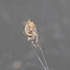 Philoponella congregabilis at Higgins, ACT - 30 Jan 2021