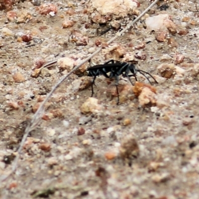 Turneromyia sp. (genus) (Zebra spider wasp) at West Wodonga, VIC - 21 Mar 2021 by Kyliegw
