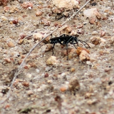 Turneromyia sp. (genus) (Zebra spider wasp) at West Wodonga, VIC - 21 Mar 2021 by KylieWaldon