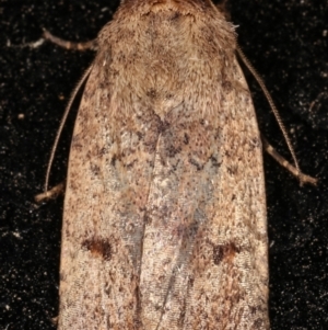 Proteuxoa (genus) at Melba, ACT - 11 Mar 2021 10:29 PM