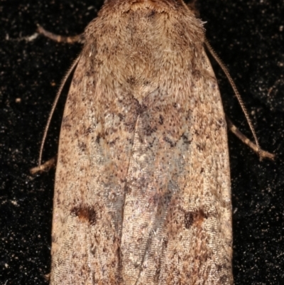 Proteuxoa (genus) (A Noctuid moth) at Melba, ACT - 11 Mar 2021 by kasiaaus