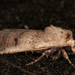 Proteuxoa (genus) at Melba, ACT - 11 Mar 2021 10:29 PM