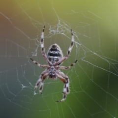 Hortophora transmarina (Garden Orb Weaver) at Higgins, ACT - 12 Jan 2021 by AlisonMilton