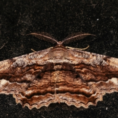 Scioglyptis lyciaria (White-patch Bark Moth) at Melba, ACT - 11 Mar 2021 by kasiaaus