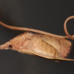 Pararguda nasuta (Wattle Snout Moth) at Melba, ACT - 11 Mar 2021 by kasiaaus