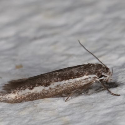 Periallactis monostropha (A Concealer moth) at Melba, ACT - 11 Mar 2021 by kasiaaus