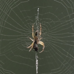 Plebs eburnus (Eastern bush orb-weaver) at Higgins, ACT - 12 Jan 2021 by AlisonMilton