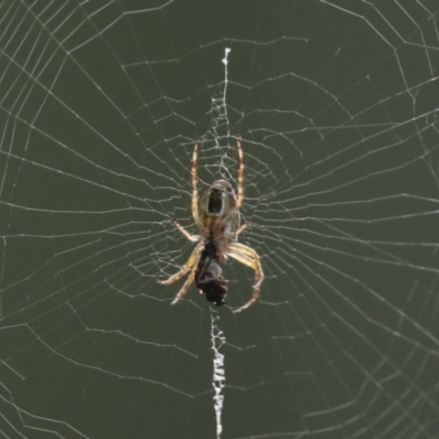 Plebs eburnus (Eastern bush orb-weaver) at Higgins, ACT - 12 Jan 2021 by AlisonMilton