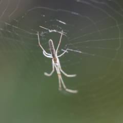 Tetragnatha demissa (Tetragnatha demissa) at Higgins, ACT - 11 Jan 2021 by AlisonMilton