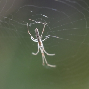 Tetragnatha demissa at Higgins, ACT - 12 Jan 2021 07:36 AM