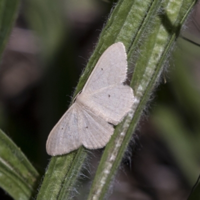 Scopula (genus) (A wave moth) at The Pinnacle - 15 Mar 2021 by AlisonMilton