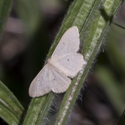 Scopula (genus) (A wave moth (Sterrhinae)) at Hawker, ACT - 15 Mar 2021 by AlisonMilton