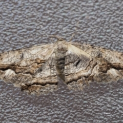 Scioglyptis lyciaria (White-patch Bark Moth) at Higgins, ACT - 18 Mar 2021 by AlisonMilton