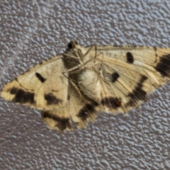 Scioglyptis lyciaria at Higgins, ACT - 18 Mar 2021