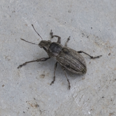 Naupactus leucoloma (White-fringed weevil) at Acton, ACT - 16 Mar 2021 by AlisonMilton