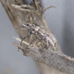 Naupactus leucoloma at Acton, ACT - 16 Mar 2021 11:53 AM