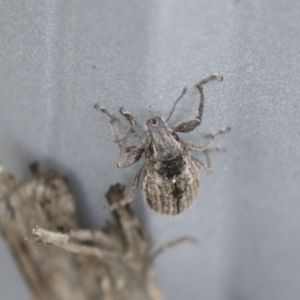 Naupactus leucoloma at Acton, ACT - 16 Mar 2021 11:53 AM