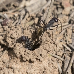 Camponotus aeneopilosus (A Golden-tailed sugar ant) at Acton, ACT - 16 Mar 2021 by AlisonMilton