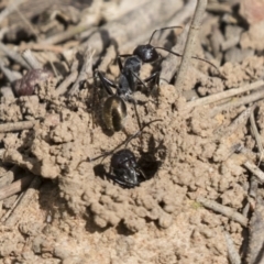 Camponotus aeneopilosus at Acton, ACT - 16 Mar 2021