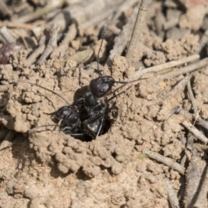 Camponotus aeneopilosus at Acton, ACT - 16 Mar 2021